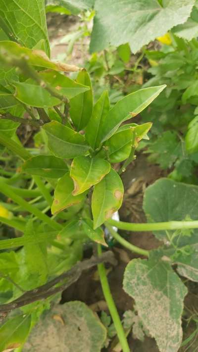 Anthracnose of Citrus - Citrus