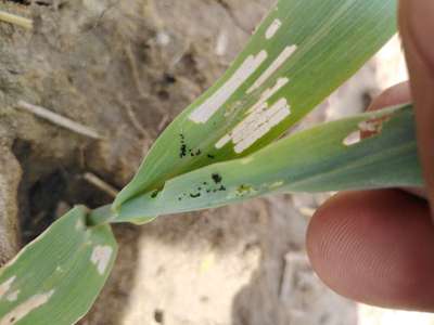 Fall Armyworm - Maize