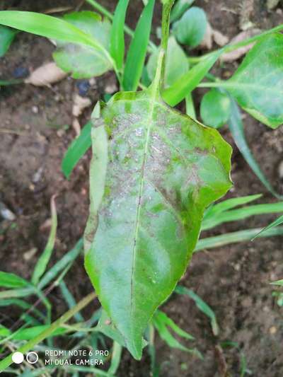 Sooty Mold - Capsicum & Chilli