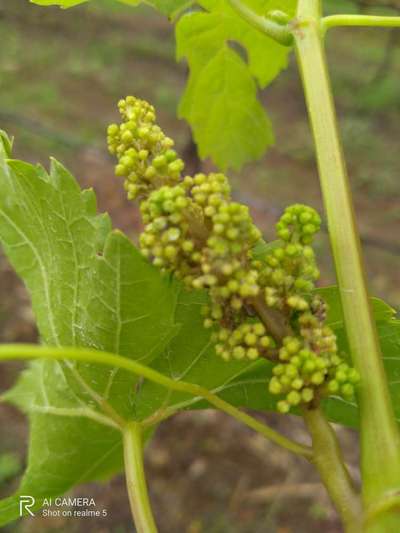 ದ್ರಾಕ್ಷಿಯ ಡೌನಿ ಮಿಲ್ಡ್ಯೂ - ದ್ರಾಕ್ಷಿ