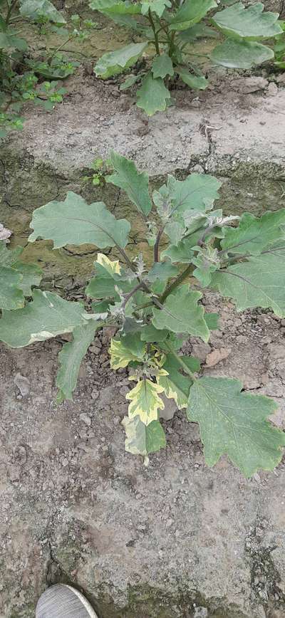 Leaf Variegation - Brinjal