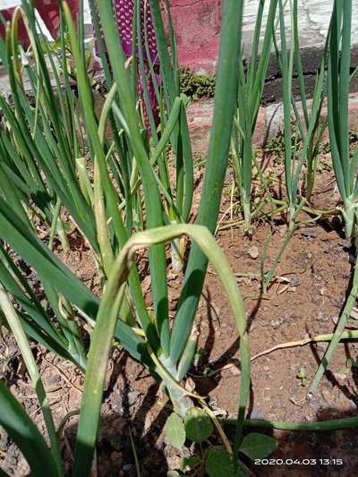 Stemphylium Leaf Blight of Onion - Onion