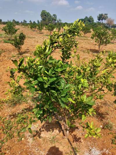 నిమ్మ జాతి మొక్కల్లో ఆకు తొలుచు పురుగు - నిమ్మజాతి