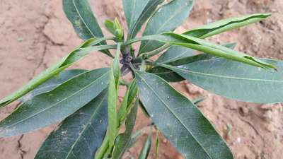 Powdery Mildew of Mango - Mango