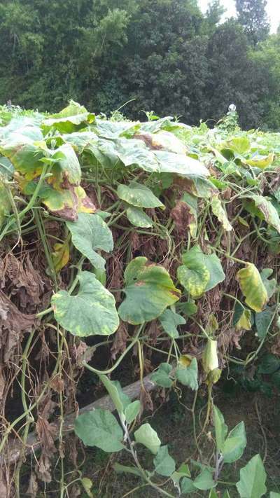 Downy Mildew of Cucurbits - Pumpkin