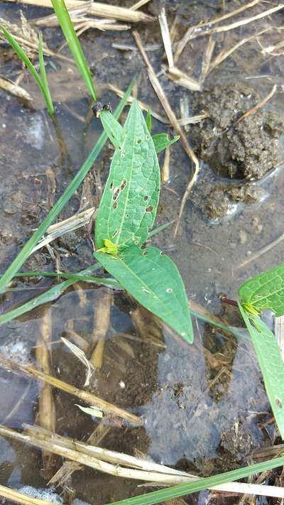 Flea Beetles - Black & Green Gram