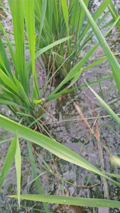 Leaf Scald of Rice - Rice