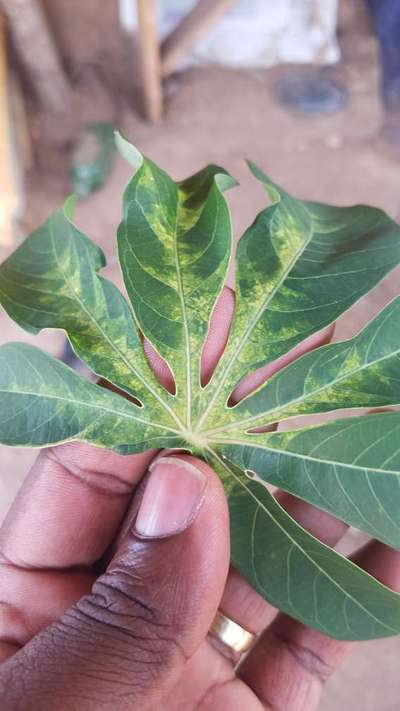 Cassava Brown Streak Disease - Cassava