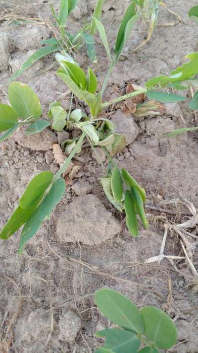 Foot and Collar Rot - Peanut