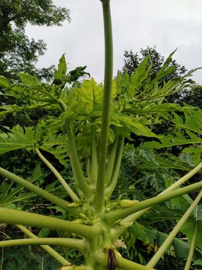 পেঁপের মোজাইক ভাইরাস রোগ - পেঁপে