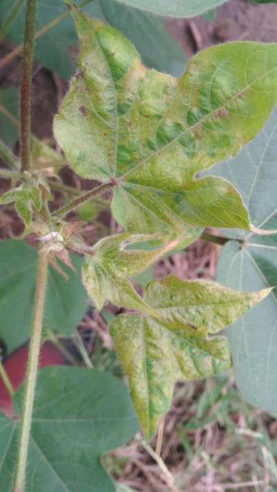 Tobacco Streak Virus - Cotton