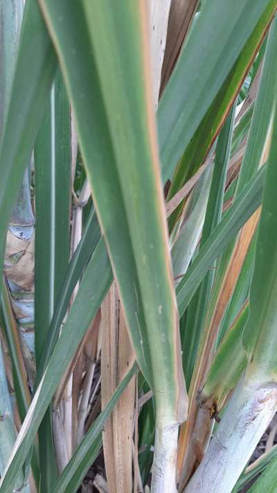 Potassium Deficiency - Sugarcane