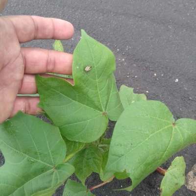 Aphids - Cotton