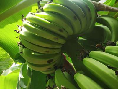 Banana Scab Moth - Banana