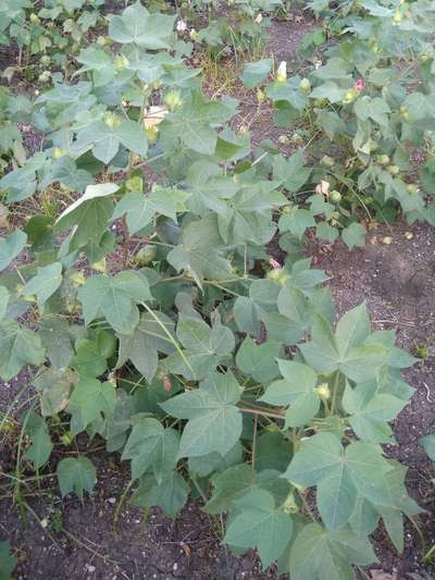 Cotton Leafhopper Jassids - Cotton