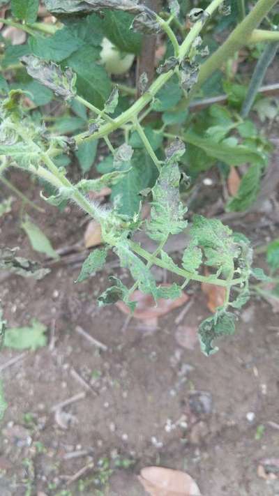 Early Blight - Tomato