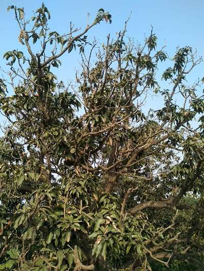 Mango Dieback Disease - Mango