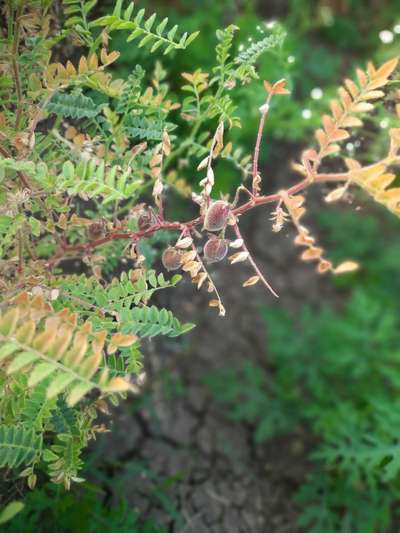 Chickpea Rust - Chickpea & Gram