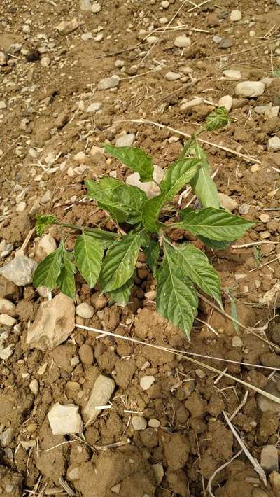 Leaf Miner Flies - Capsicum & Chilli