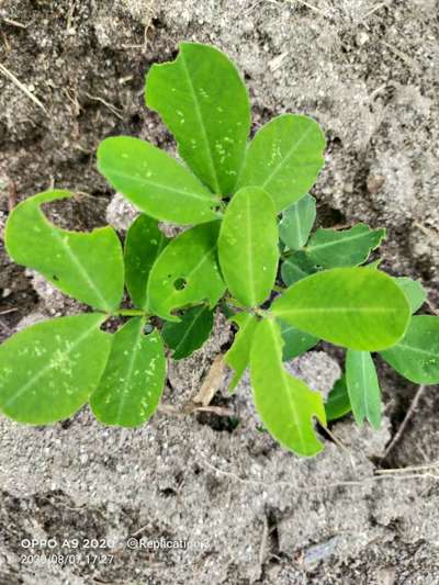 Nitrogen Deficiency - Peanut