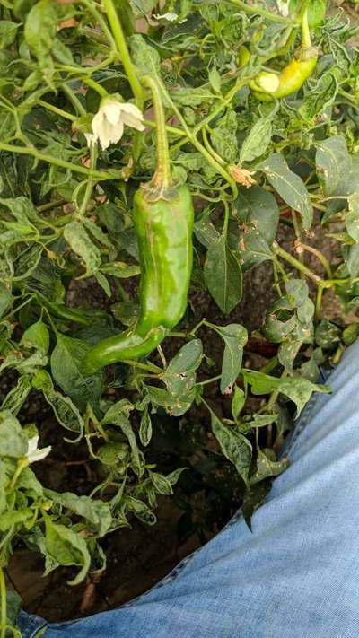 Bacterial Spot of Pepper - Capsicum & Chilli