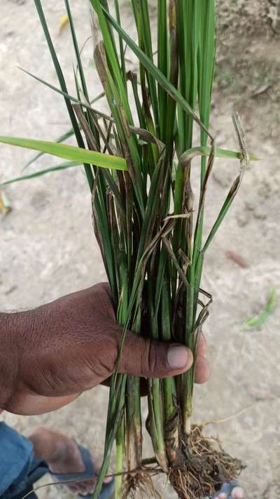 Stem Rot of Rice - Rice