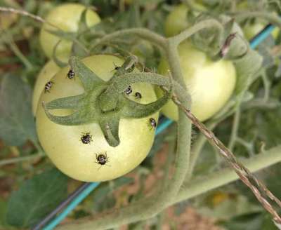 Western Plant Bug - Tomato