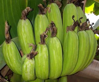 Boron Deficiency - Banana