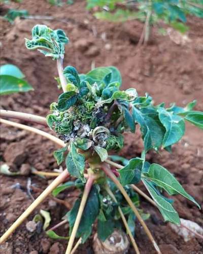 மாவுப்பூச்சி - மரவள்ளிக்கிழங்கு