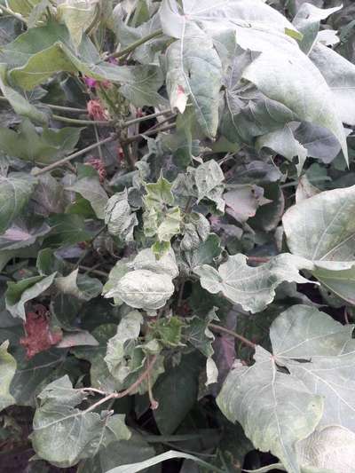 Cotton Leaf Curl Virus - Cotton