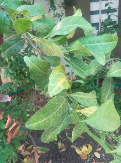 Citrus Greening Disease - Citrus