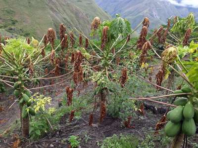 Podredumbre de la Raíz y del Cuello de la Vid. - Papaya