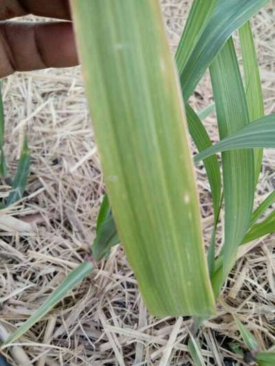 Potassium Deficiency - Sugarcane