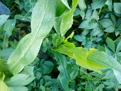 Oriental Armyworm - Maize