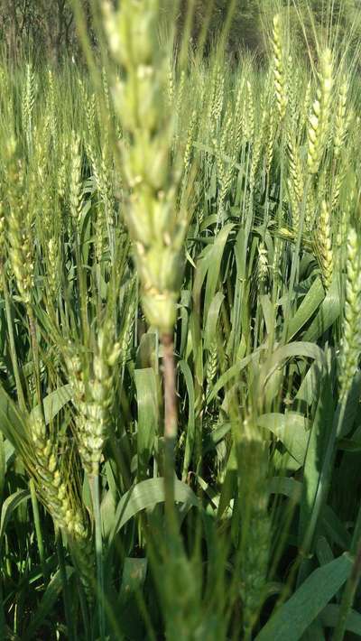 Fusarium Head Blight - Wheat