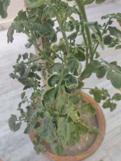 Leaf Curl in Tomato - Tomato