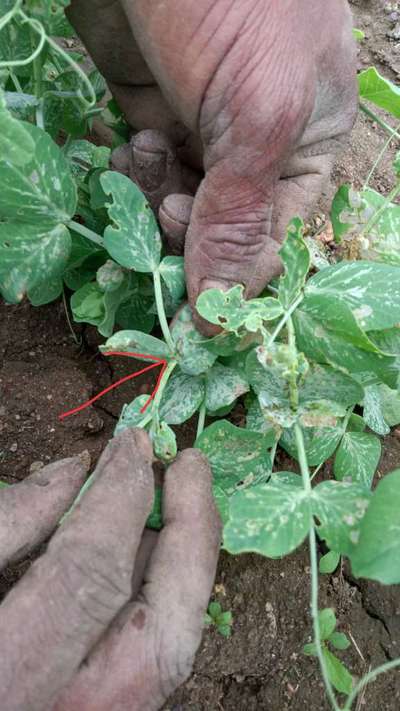 Pea Pod Borer - Pea