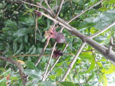 Fruit Cracking - Pomegranate