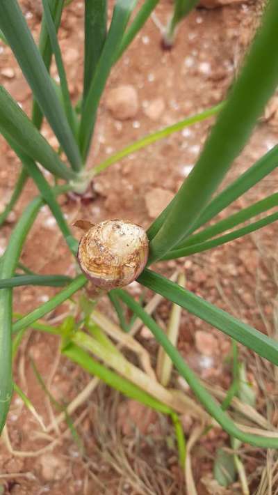 ಬಿಳಿ ಕೊಳೆ ರೋಗ - ಈರುಳ್ಳಿ