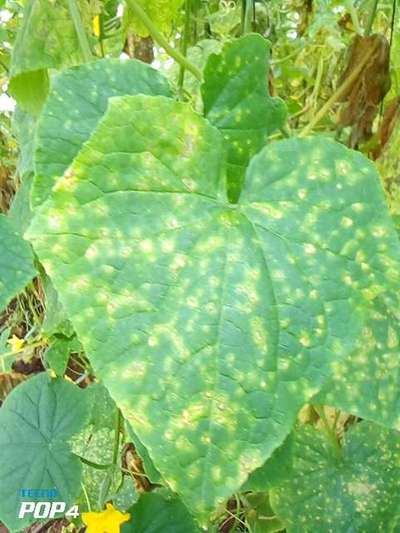 Angular Leaf Spot Disease - Cucumber