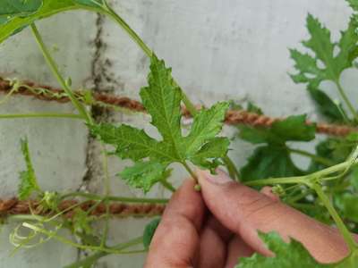 Cucumber Mosaic Virus - Okra