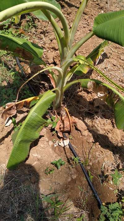 Boron Deficiency - Banana