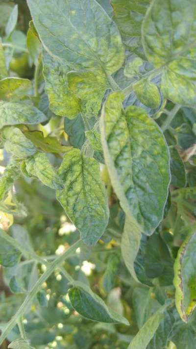 Tobacco Mosaic Virus - Tomato