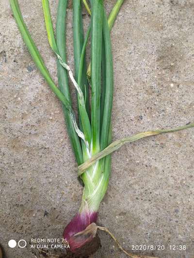 Stemphylium Leaf Blight of Onion - Onion