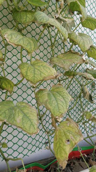 Leaf Miner Flies - Cucumber