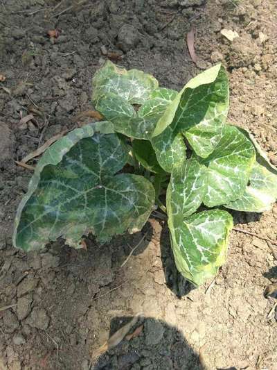 রূপালীসাদা মাছি - কুমড়া