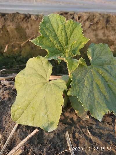 Cucumber Mosaic Virus - Cucumber