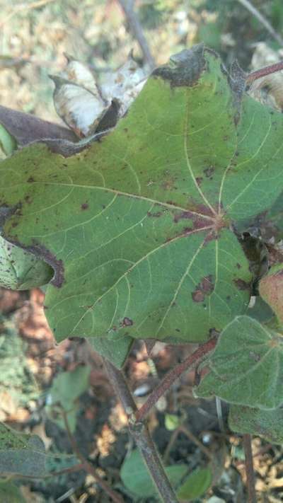 Anthracnose of Cotton - Cotton