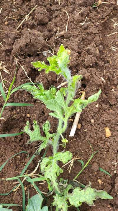 Anthracnose of Cucurbits - Melon