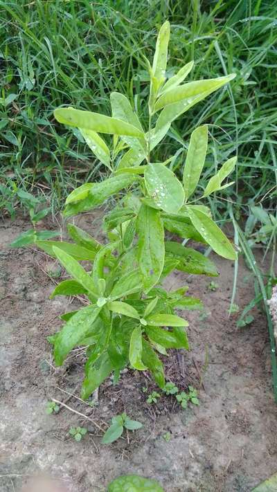 सिट्रस क्लोरोटिक ड्वार्फ़ वायरस - सिट्रस (नींबू वंश)